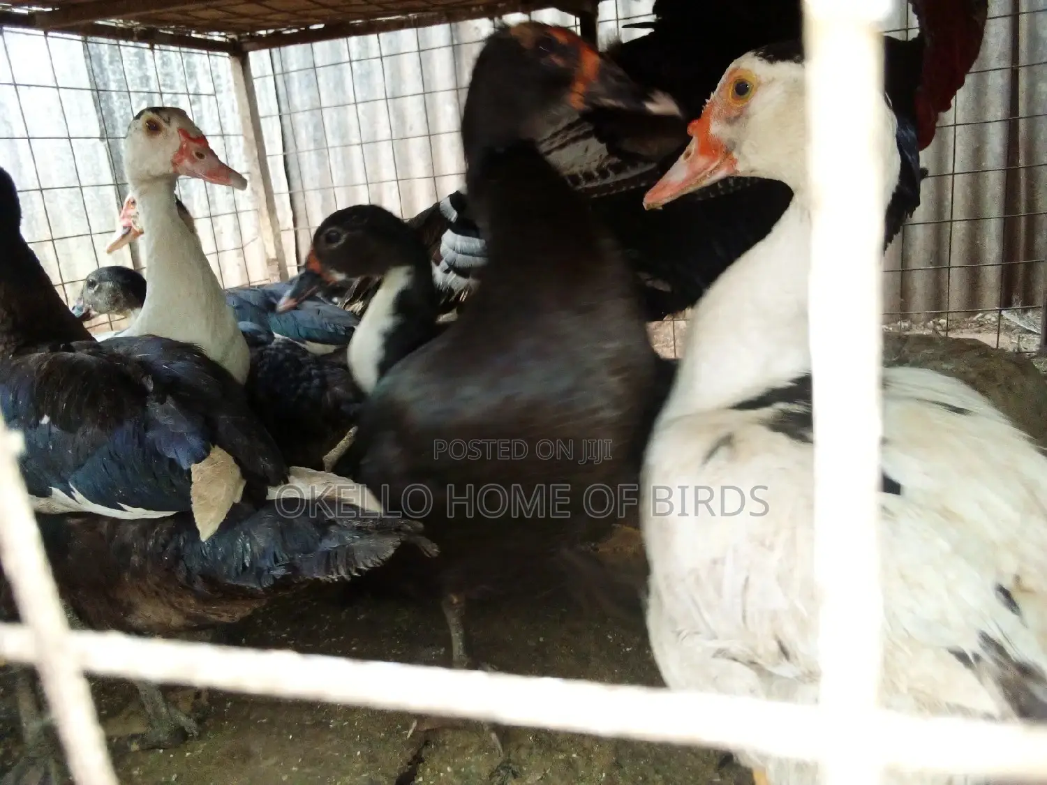 Mascovu Ducks for Meat and Rearing