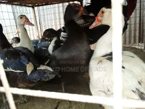 Mascovu Ducks for Meat and Rearing