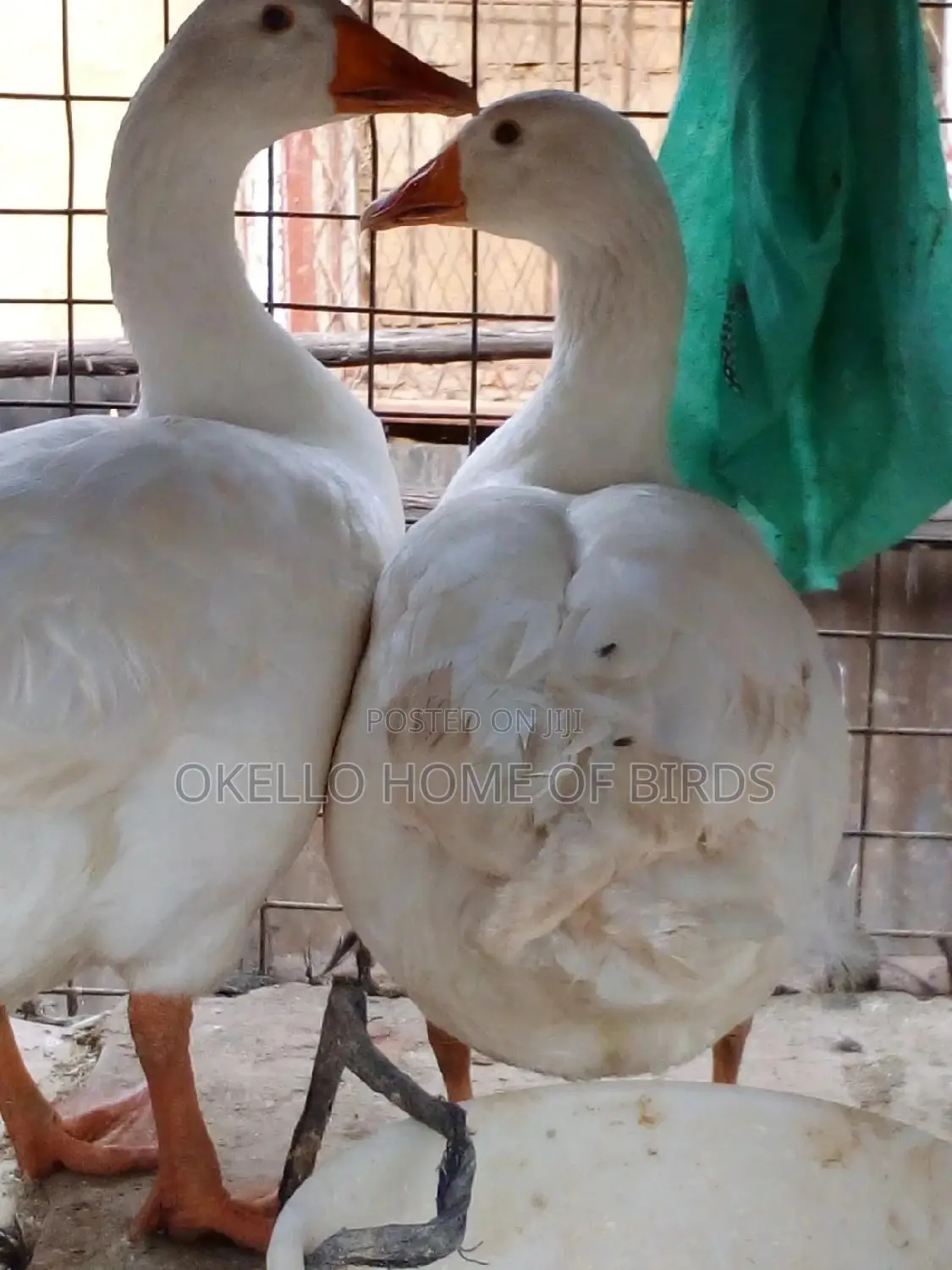 2 Mature Pure White Geese