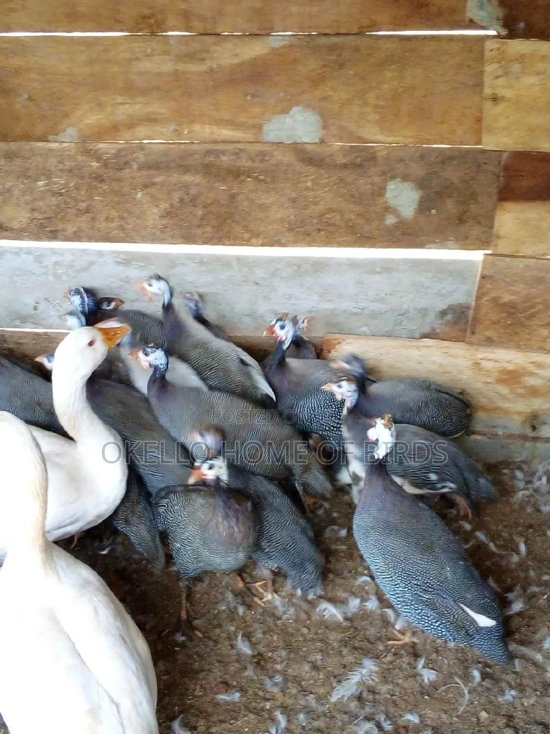 Guinea Fowlz for Meat and Rearing