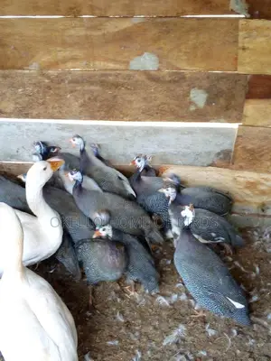 Guinea Fowlz for Meat and Rearing
