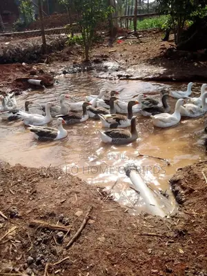 Geese Looking for New Homes