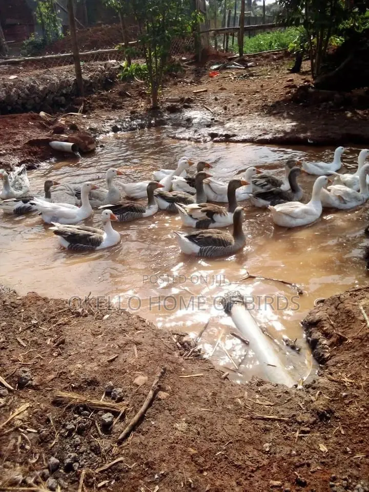 Geese Looking for New Homes