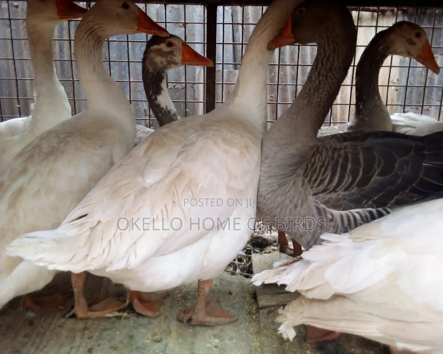 Geese for Rearing and Security of Home and Farm