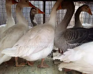 Geese for Rearing and Security of Home and Farm