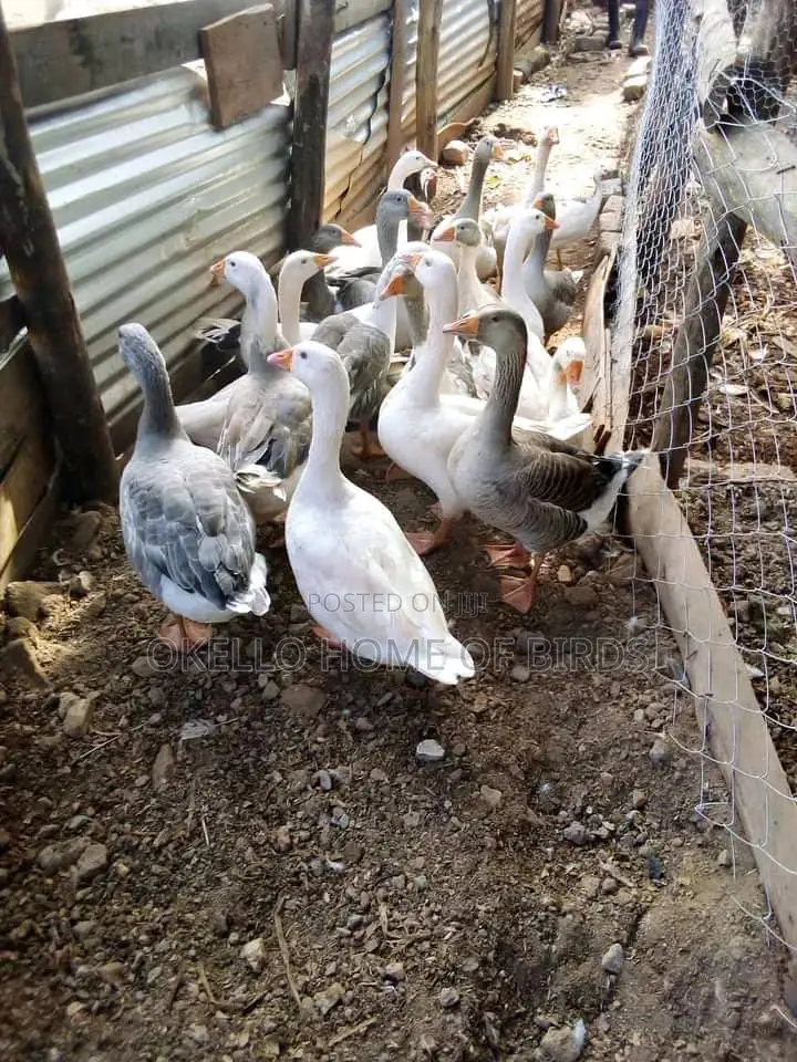Mature Geese in Stage Laying
