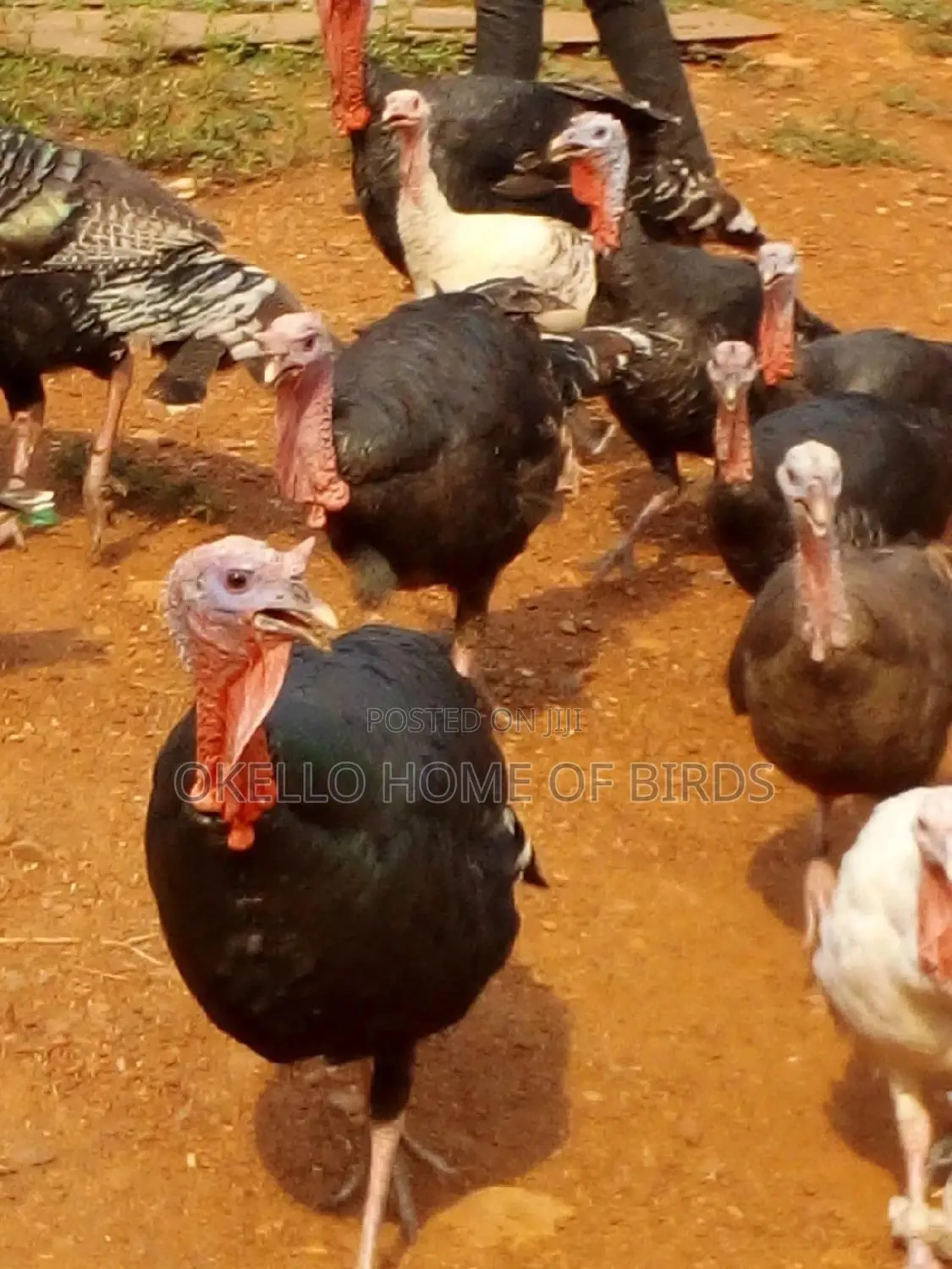 Male Turkeys for Meat