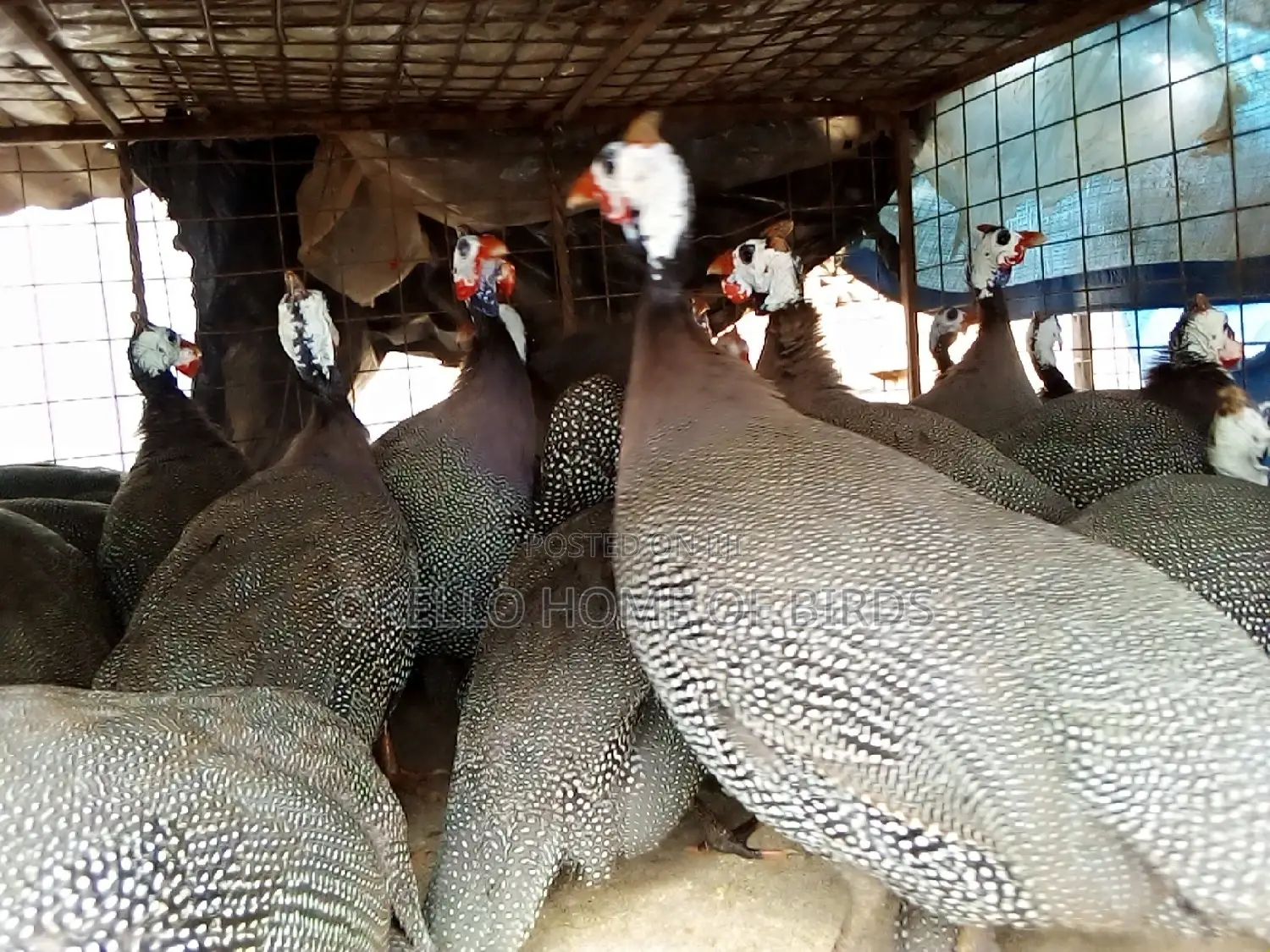 Guinea Fowlz for Breeding and for Meat