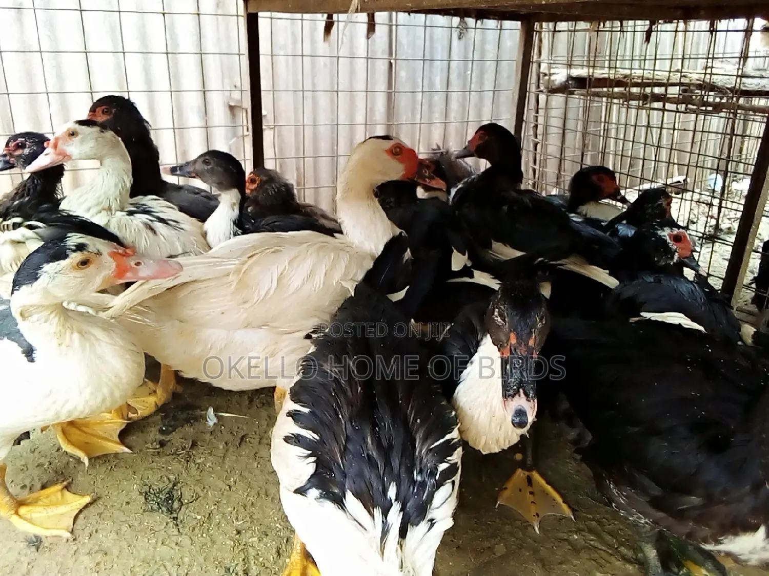 Mascovu Ducks for Breeding and Meat