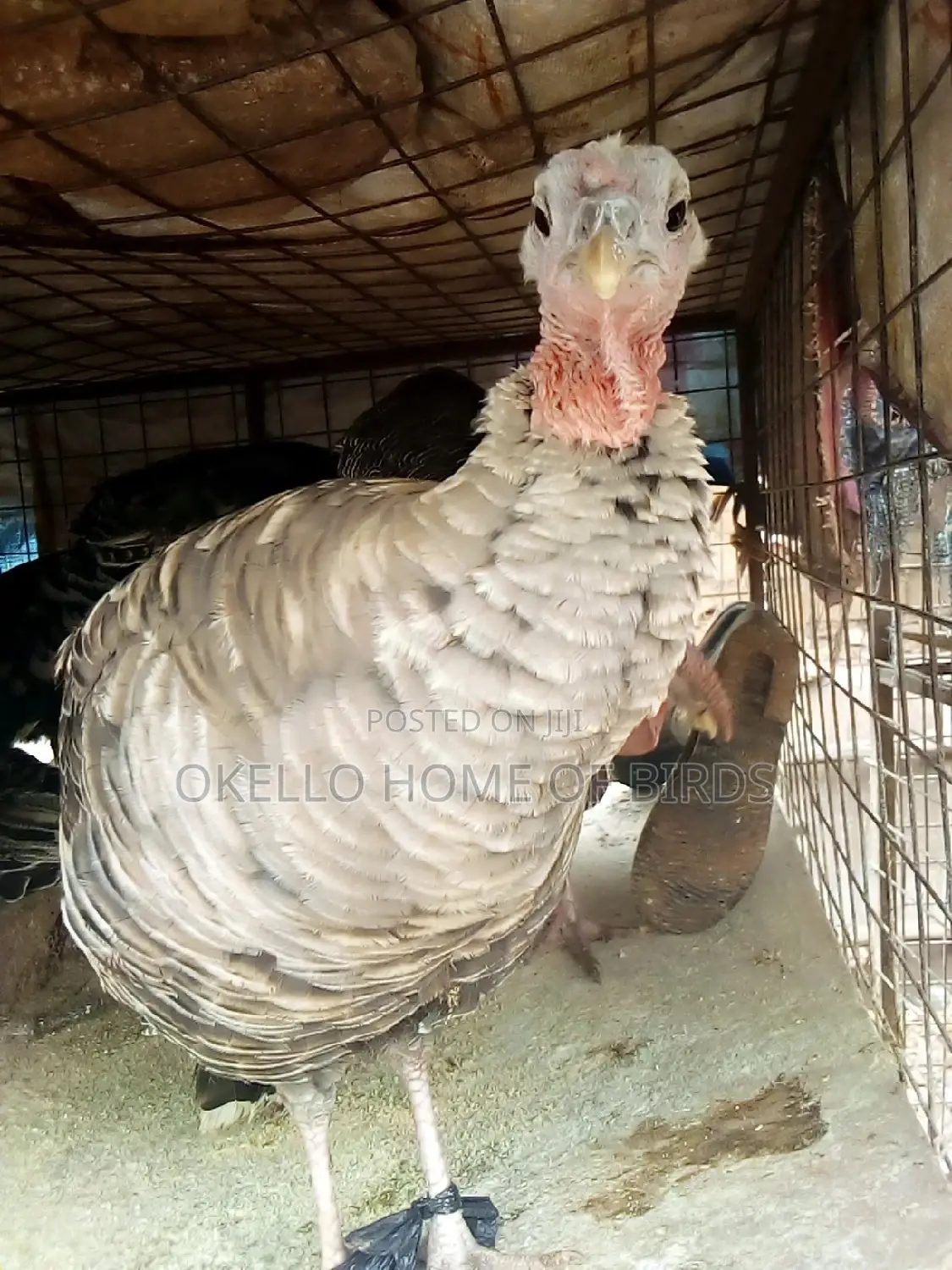 Turkeys for Breeding in All Size