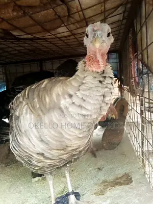 Turkeys for Breeding in All Size