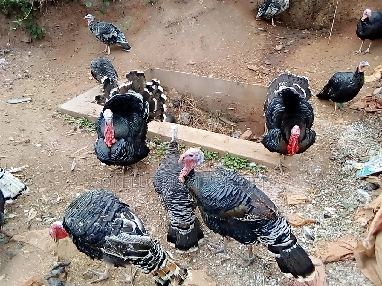 Male Turkeys for Breeding