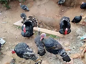 Male Turkeys for Breeding