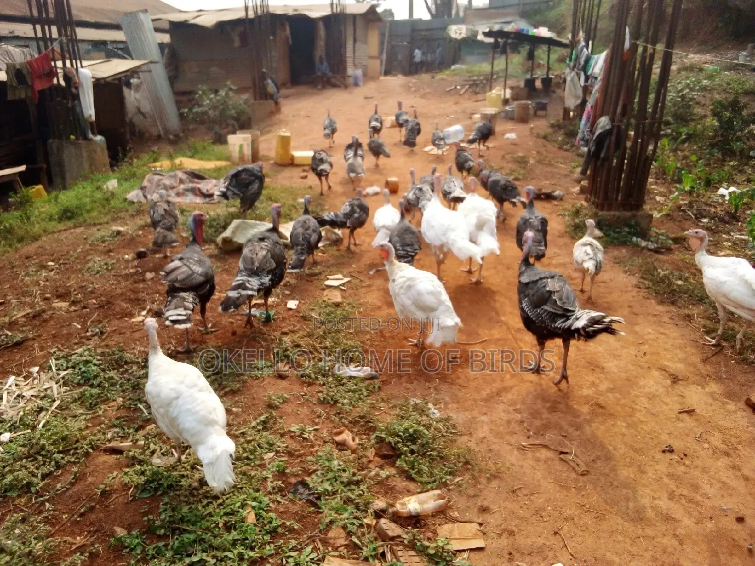 Pure White Turkeys for Breeding