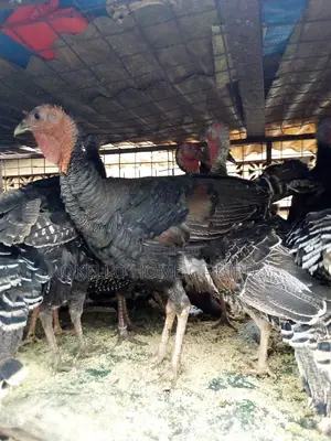 Turkeys for Breeding Male and Female