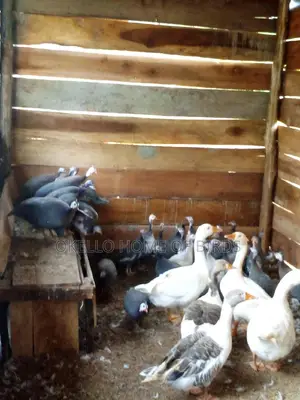 Geese for Breeding and Meat