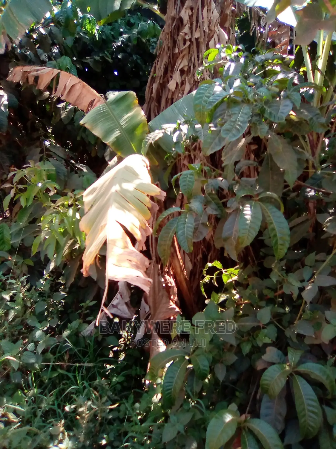 10 Acres of Farmland for Sale in Kayunga