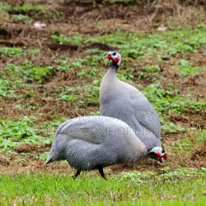Grey Guinea Fowlz