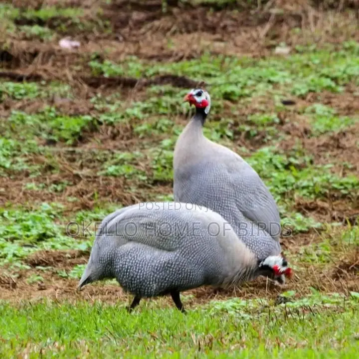 Grey Guinea Fowlz