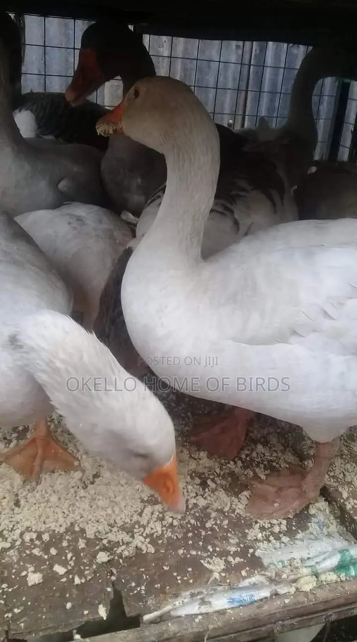 Ducks(Geese)Mature Male and Female for Meat and Security