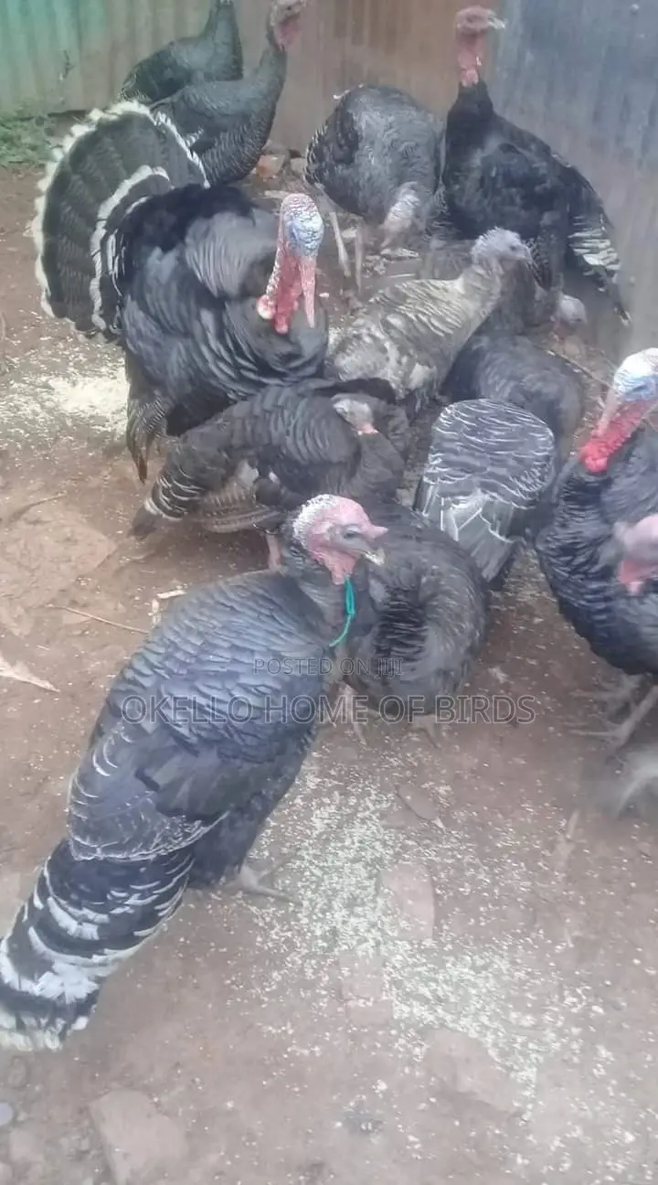 Turkeys for Meat and Breeding