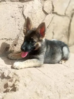 1-3 Month Female Purebred German Shepherd