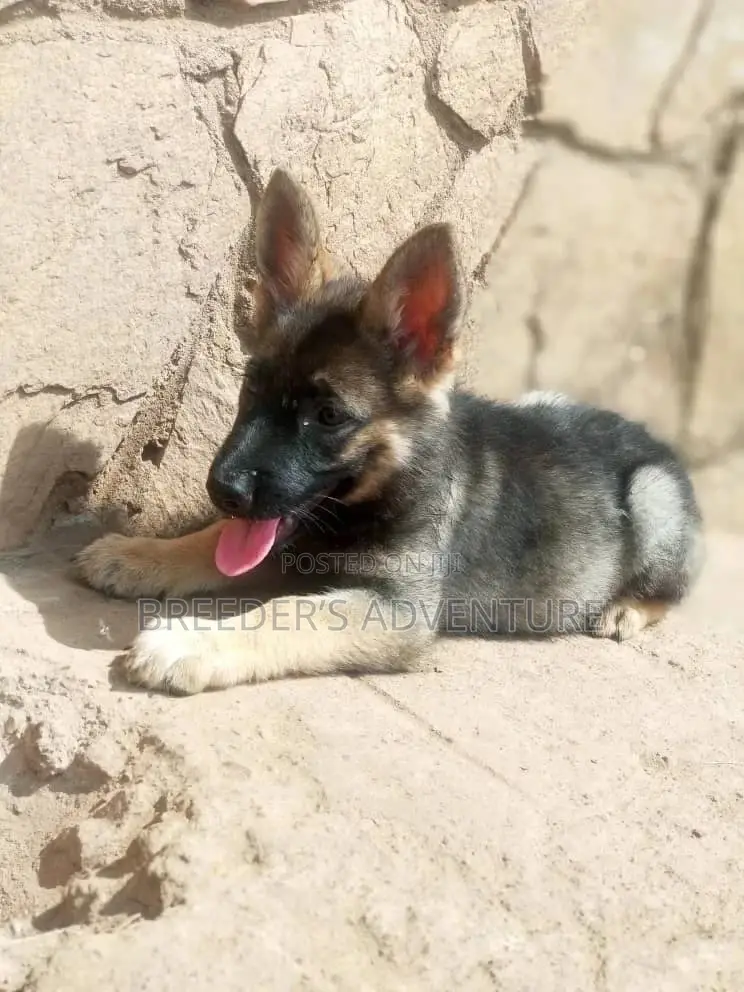 1-3 Month Female Purebred German Shepherd
