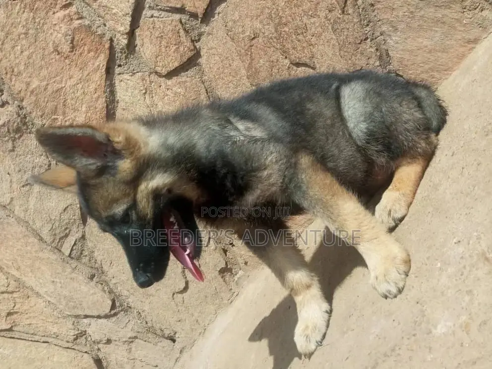 1-3 Month Female Purebred German Shepherd