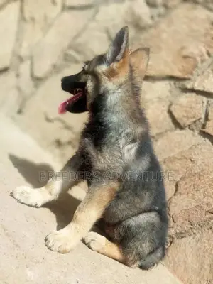 1-3 Month Female Purebred German Shepherd