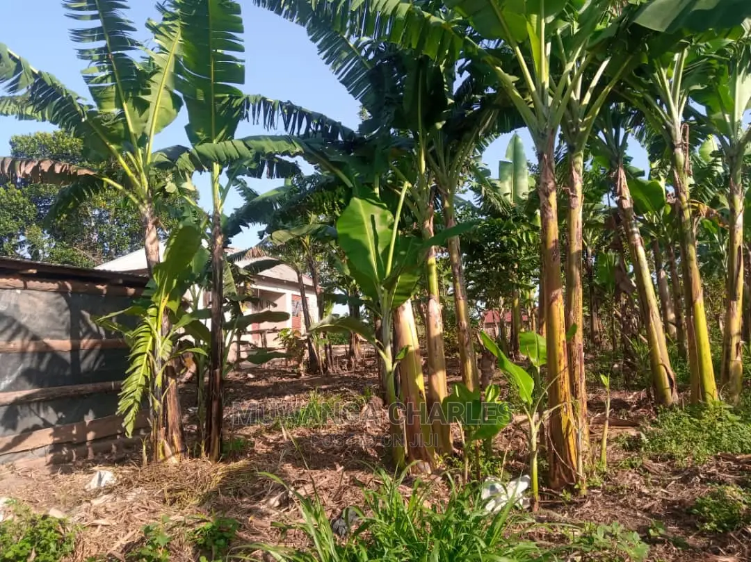 100by50ft Plot for Sale in Kira