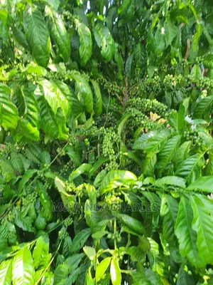 2.5acres of Land for Sale in Kikyusa