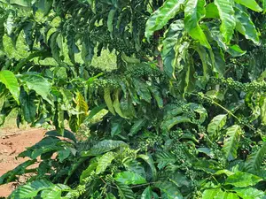 2.5acres of Land for Sale in Kikyusa
