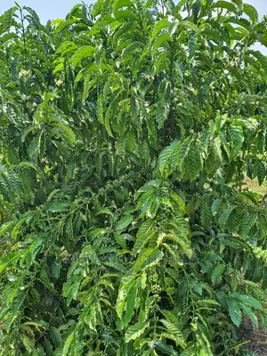 2.5acres of Land for Sale in Kikyusa