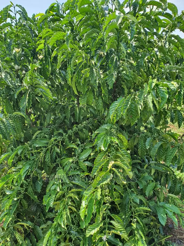 2.5acres of Land for Sale in Kikyusa