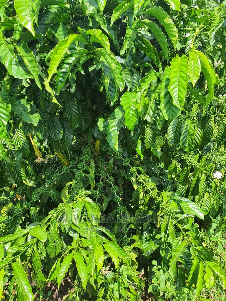 2.5acres of Land for Sale in Kikyusa
