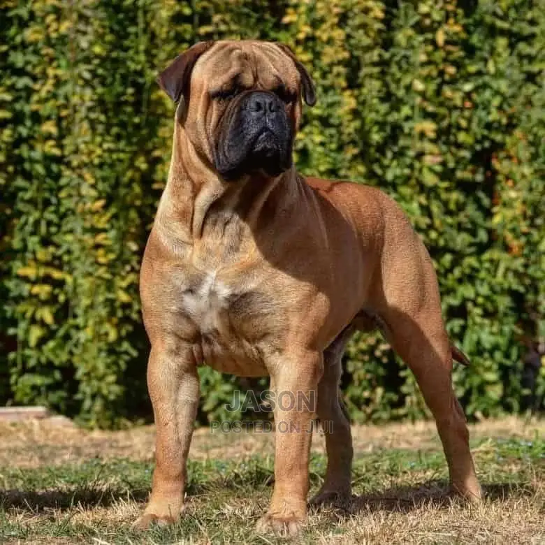 1+ Year Male Purebred Bullmastiff