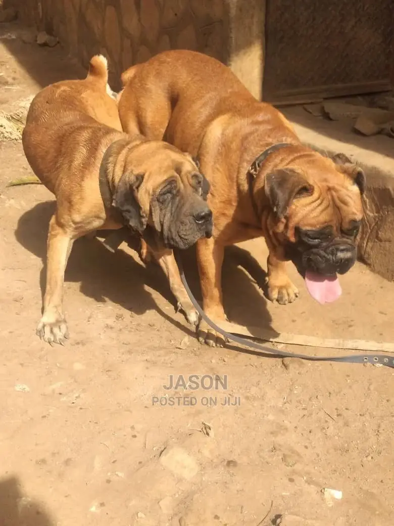 1+ Year Male Purebred Bullmastiff