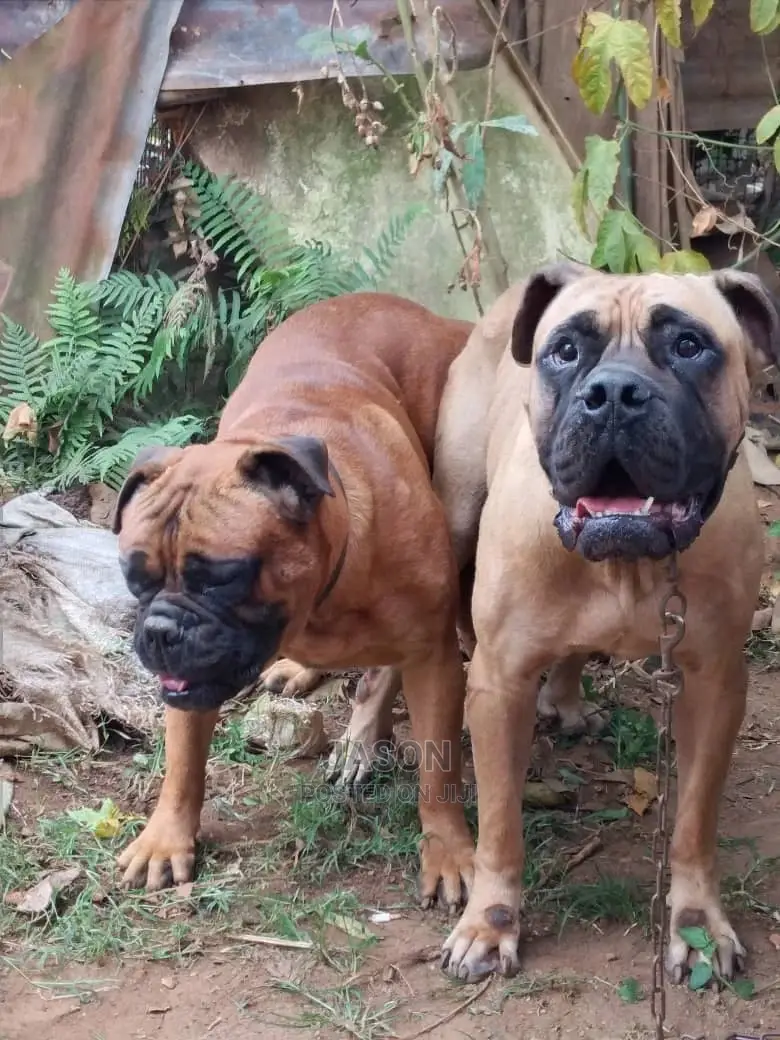 1+ Year Male Purebred Bullmastiff