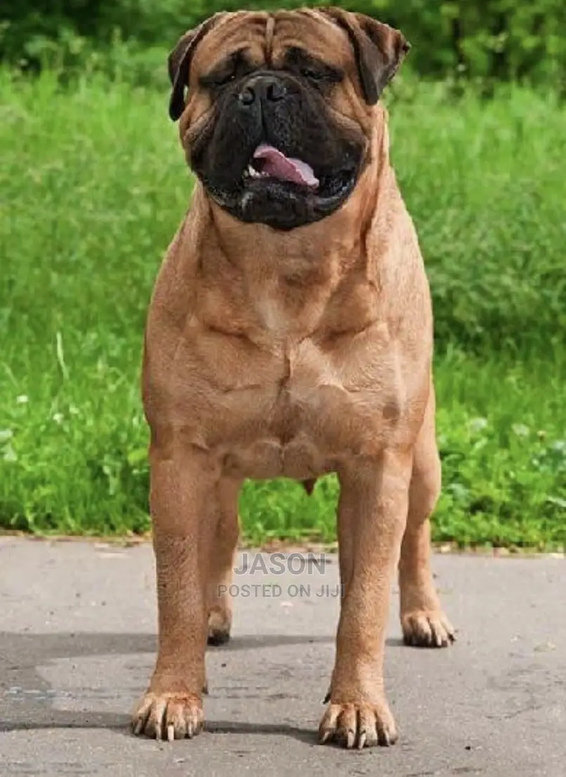 1+ Year Male Purebred Bullmastiff