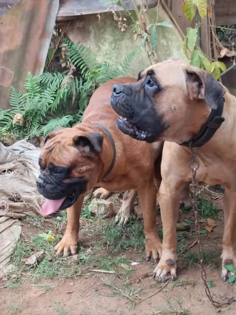 1+ Year Male Purebred Bullmastiff
