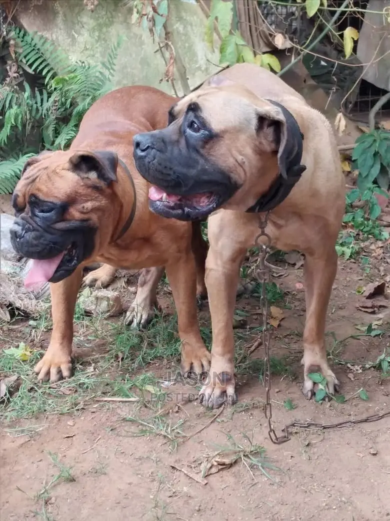 1+ Year Male Purebred Bullmastiff