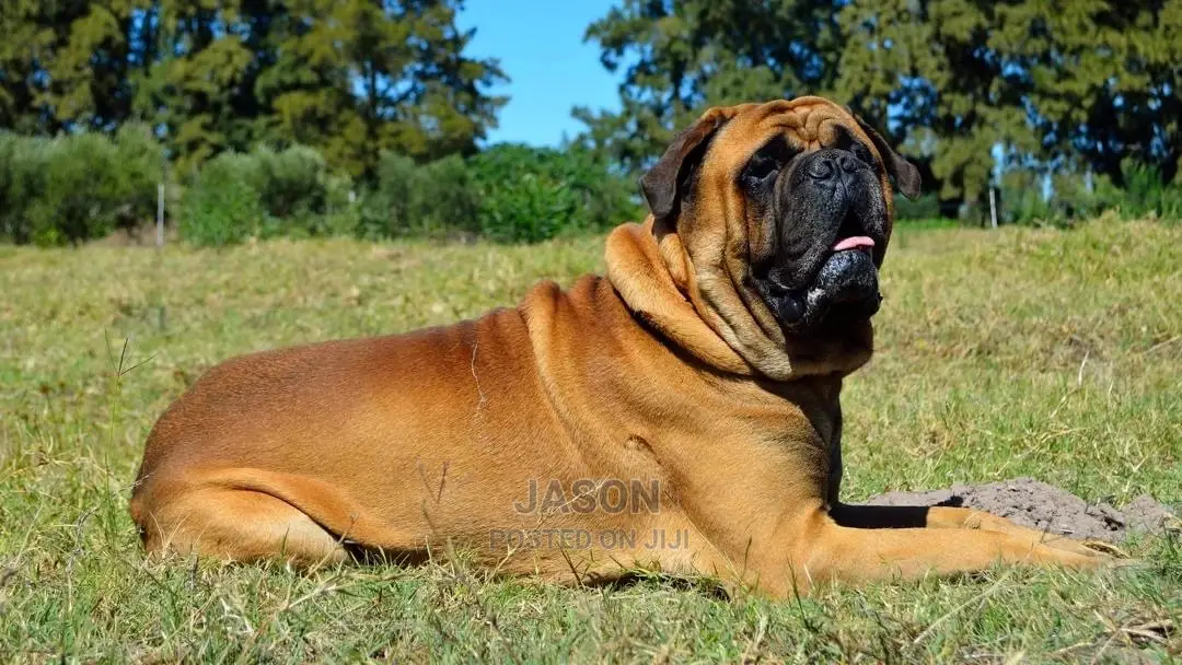1+ Year Male Purebred Bullmastiff