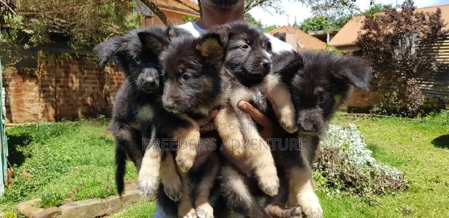1-3 Month Female Purebred German Shepherd