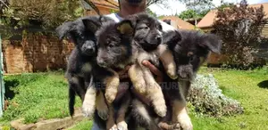 1-3 Month Female Purebred German Shepherd