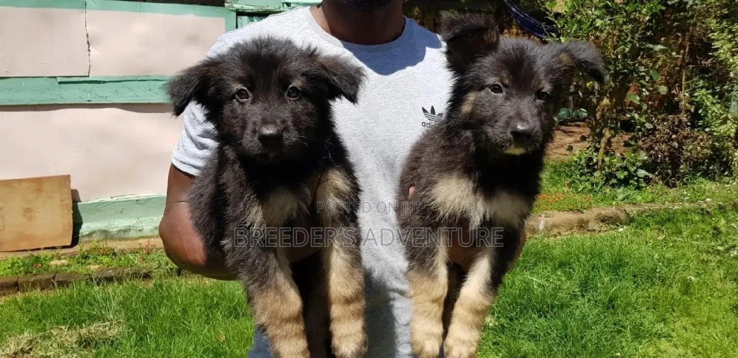 1-3 Month Female Purebred German Shepherd