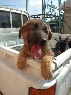 1-3 Month Male Purebred German Shepherd