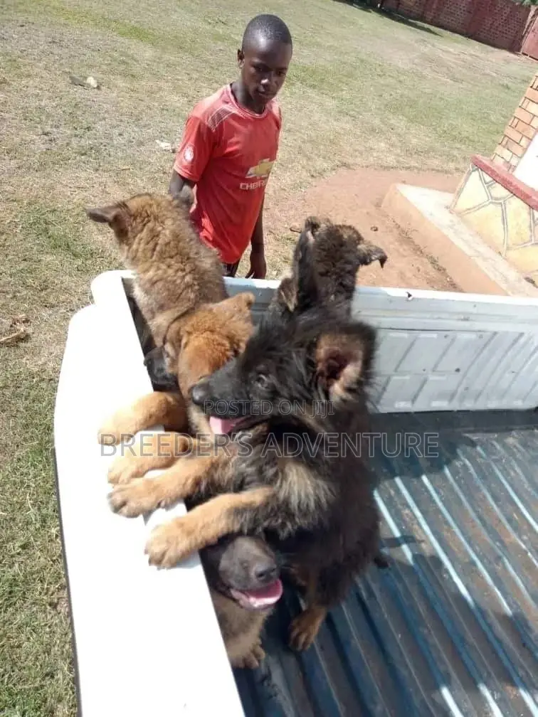 1-3 Month Male Purebred German Shepherd