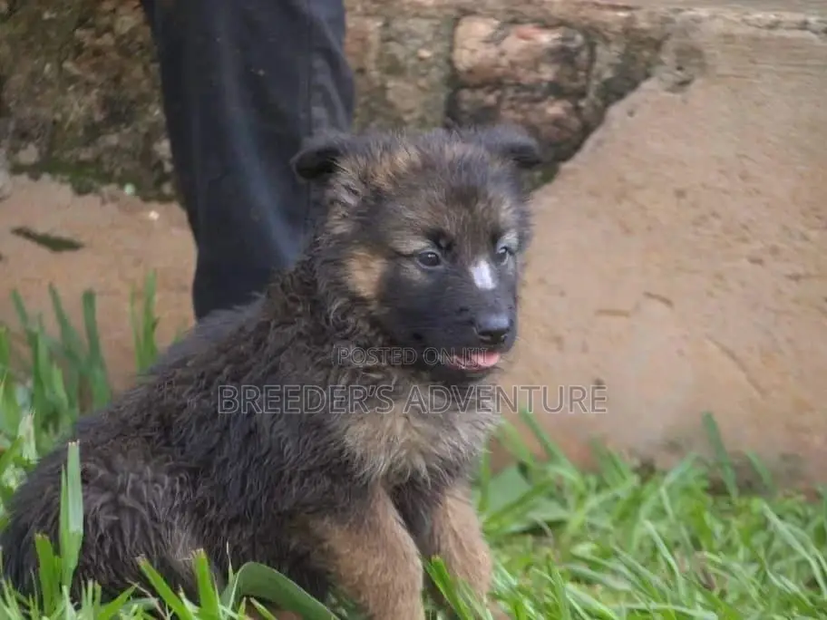 1-3 Month Female Purebred German Shepherd