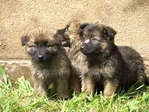 1-3 Month Female Purebred German Shepherd