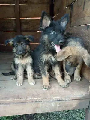 1-3 Month Female Purebred German Shepherd